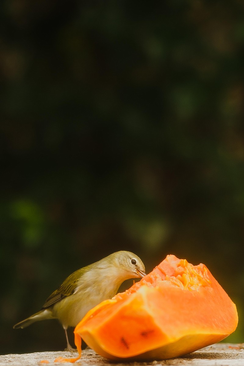 Tennessee Warbler - ML645107026