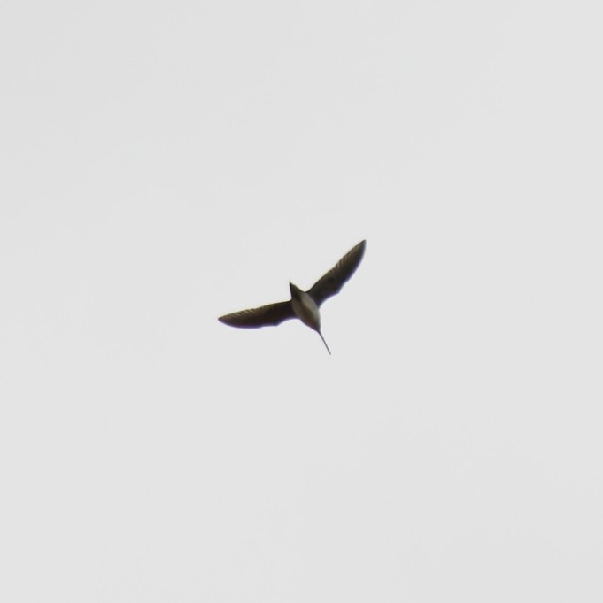 Wilson's Snipe - ML645107031