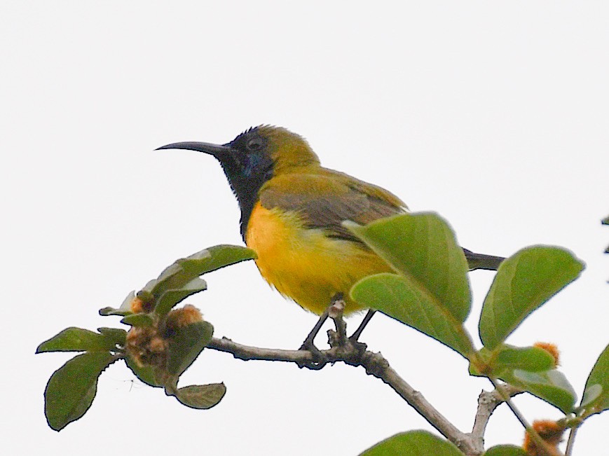 Ornate Sunbird - ML645107040
