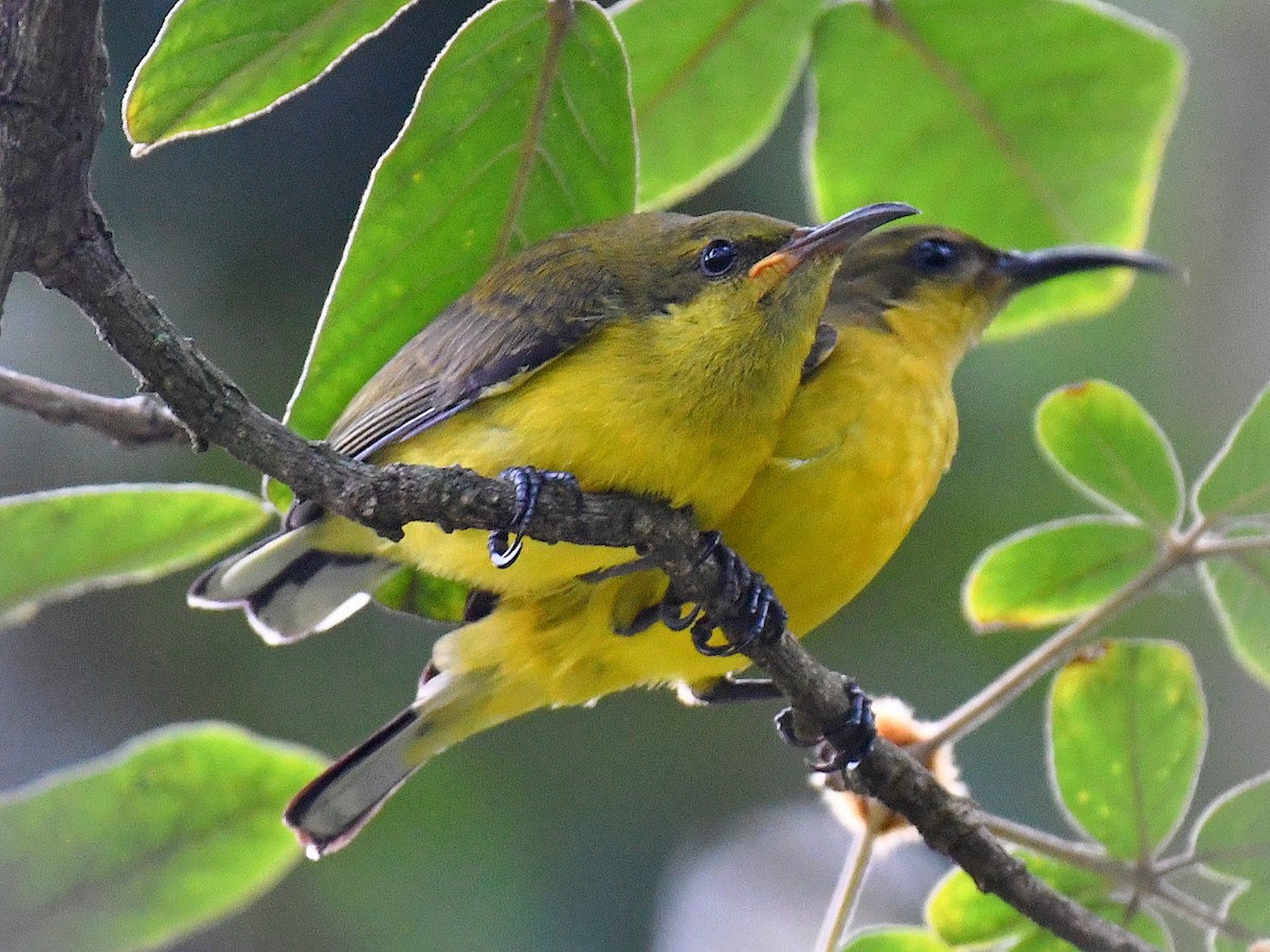 Ornate Sunbird - ML645107041
