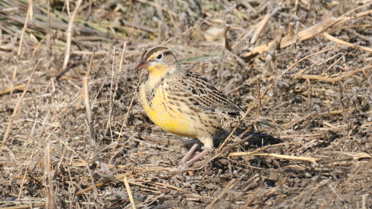 Western Meadowlark - ML645107044
