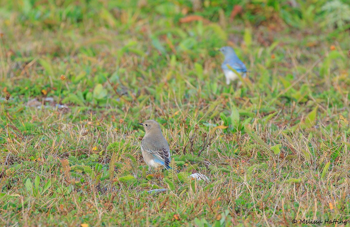 Mountain Bluebird - ML645107046