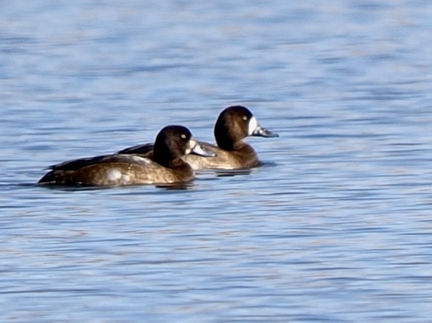 スズガモ - ML645107058