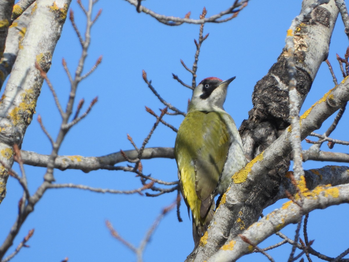 נקר ירוק - ML645107061
