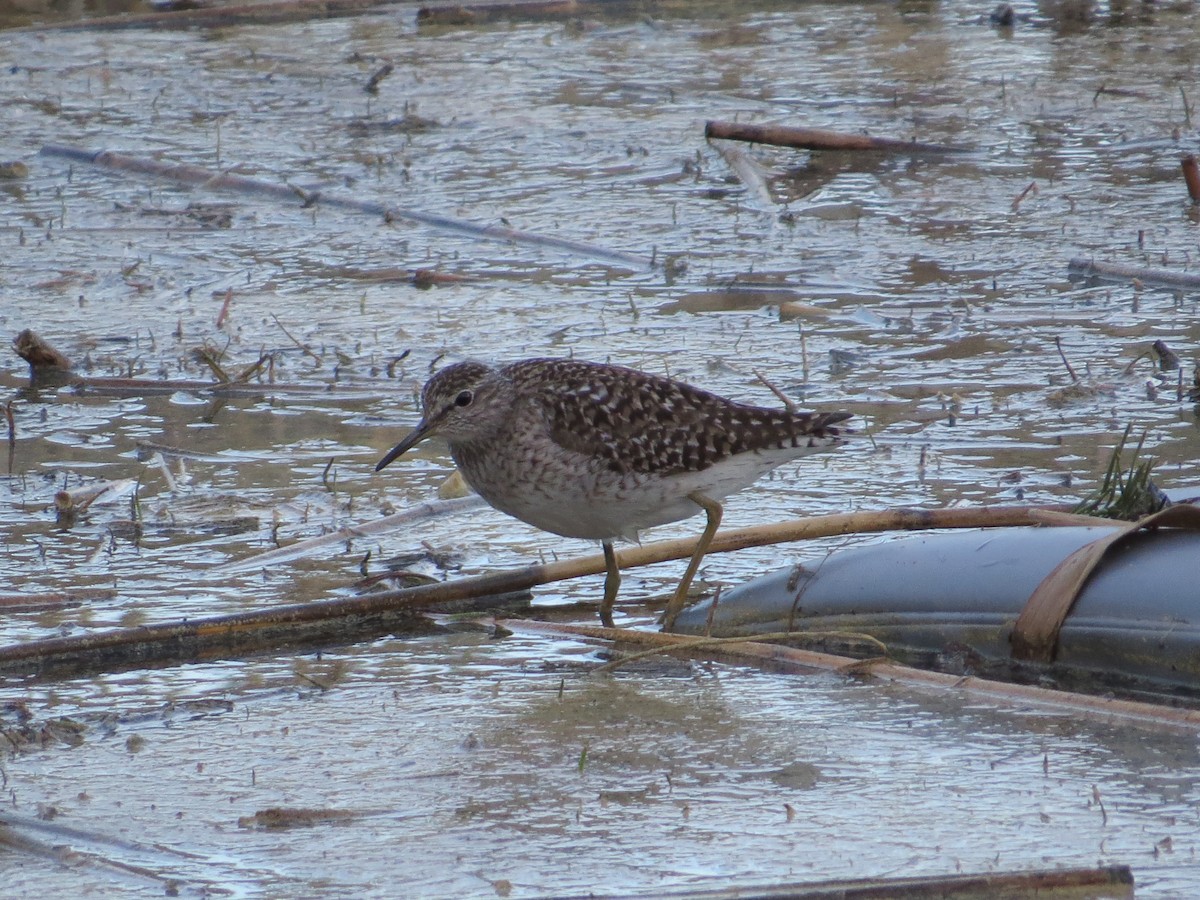 タカブシギ - ML645107111