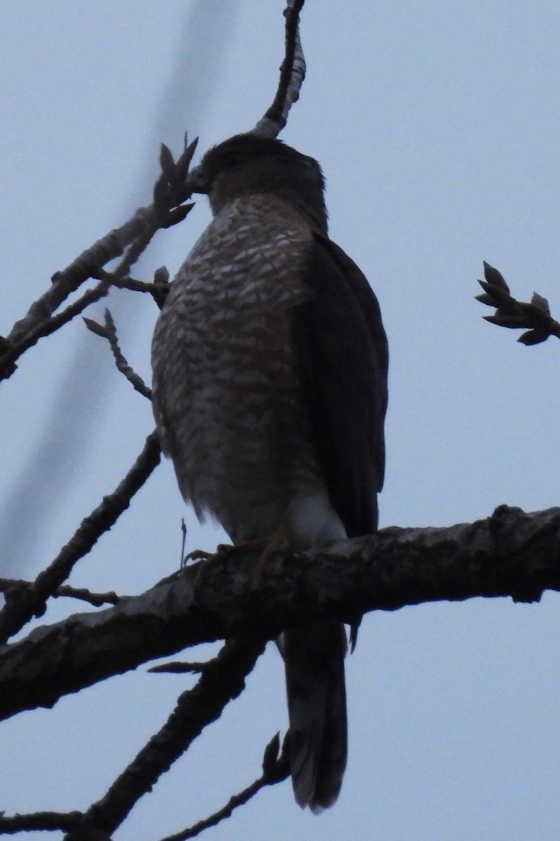 Cooper's Hawk - ML645107117