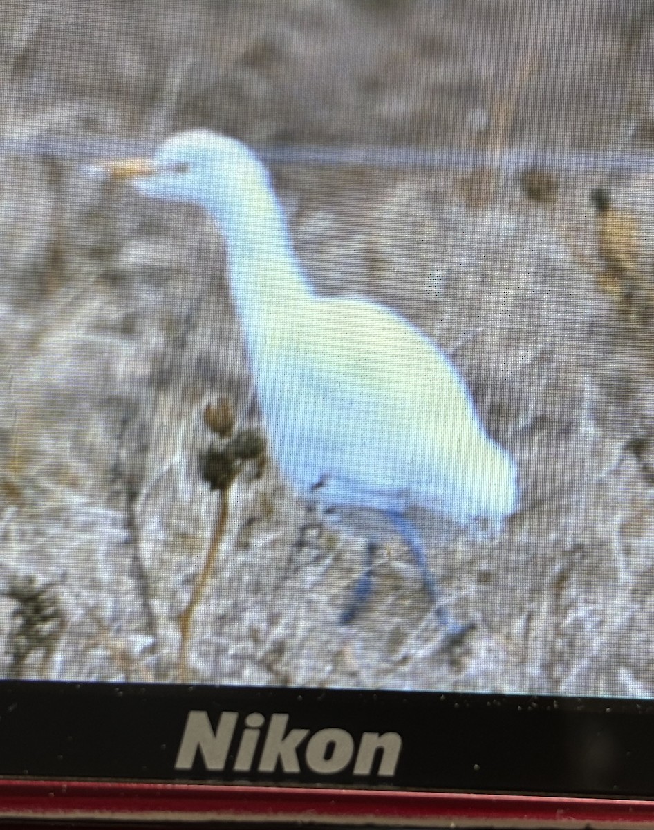 Western Cattle-Egret - ML645107155