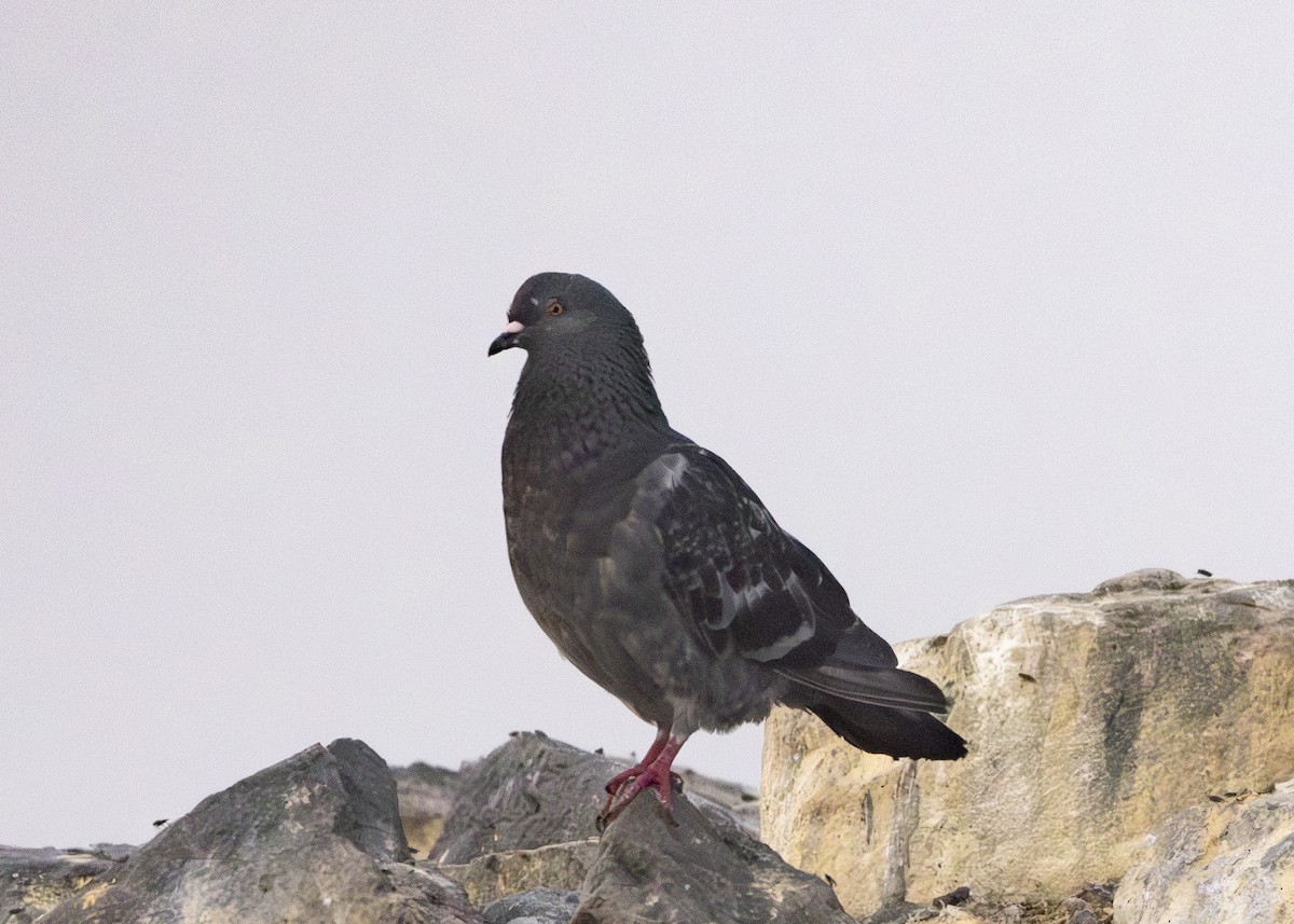 Rock Pigeon (Feral Pigeon) - ML645107160