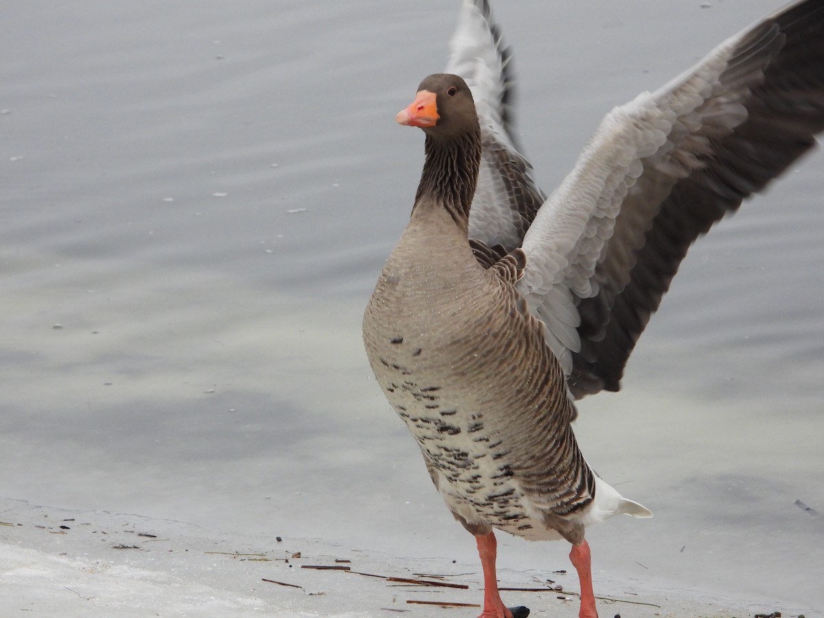 Серый гусь - ML645107161