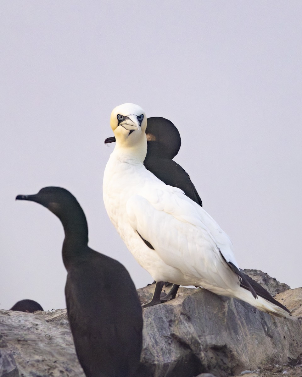 Northern Gannet - ML645107163