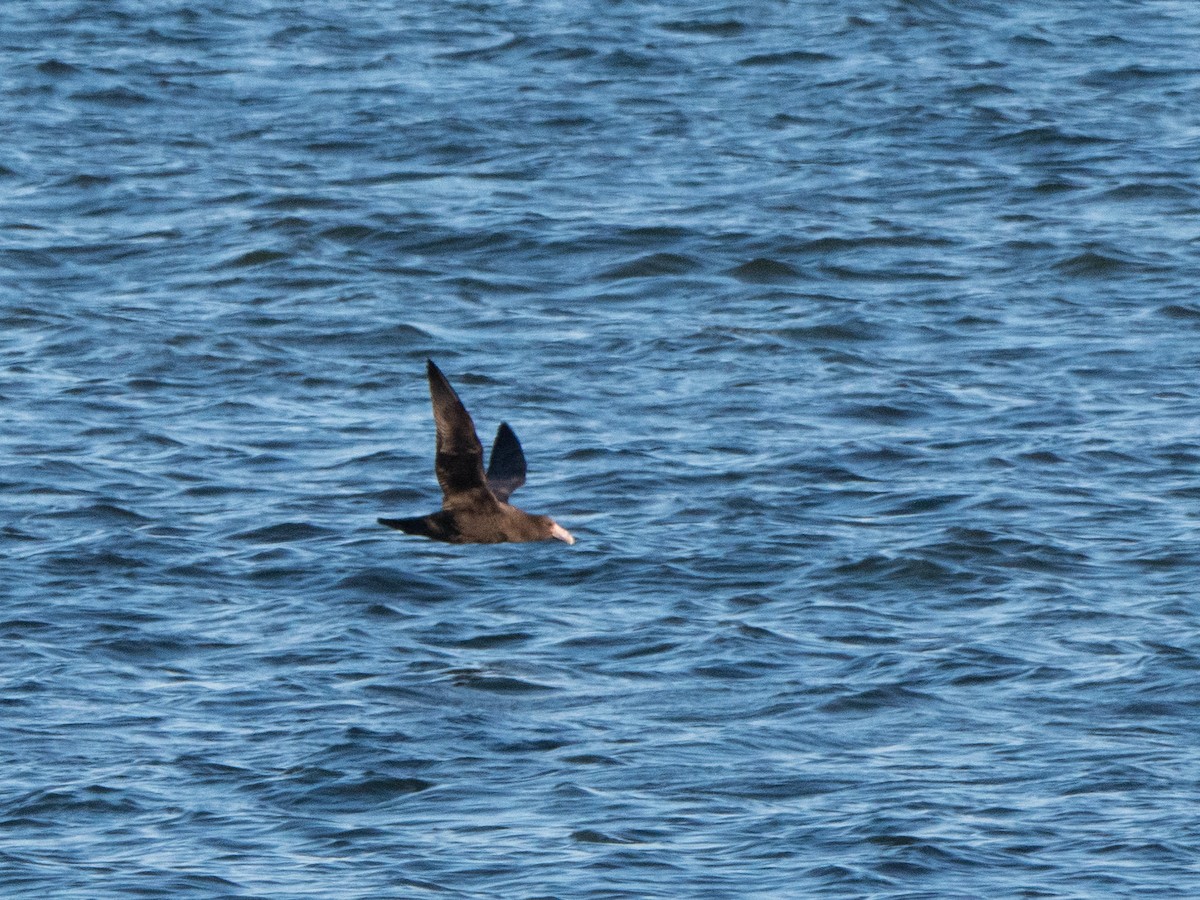 Northern Giant-Petrel - ML645107168