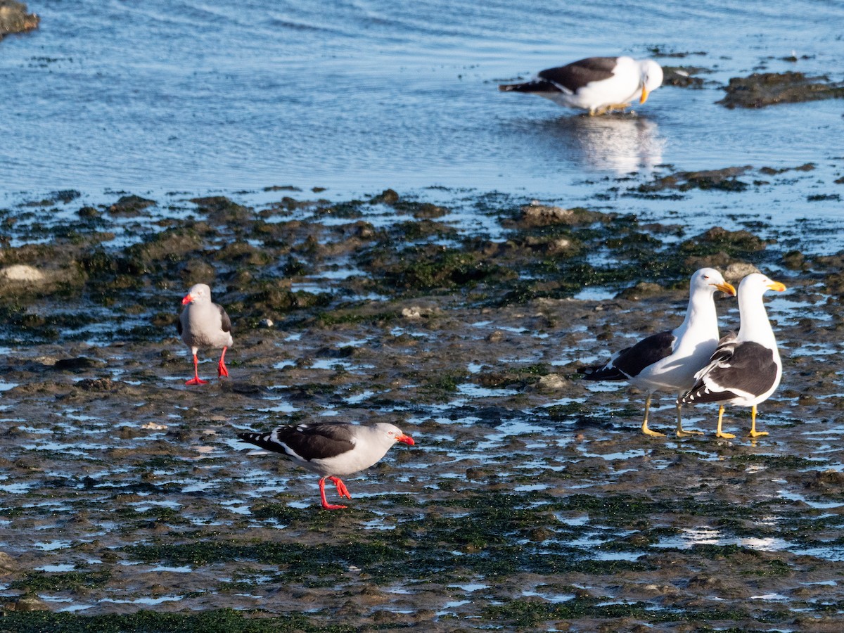 Dolphin Gull - ML645107171