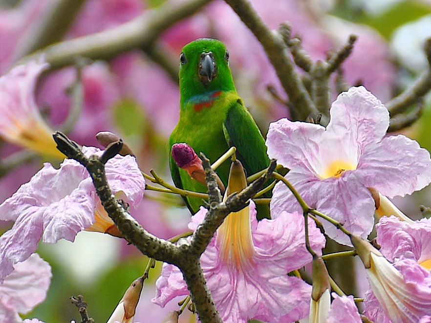 Blue-crowned Hanging-Parrot - ML645107173