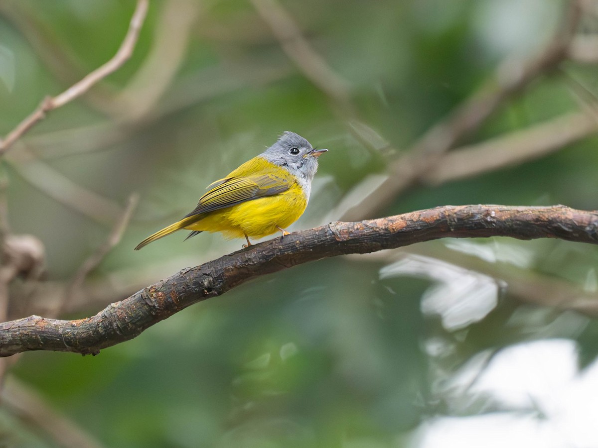 Gray-headed Canary-Flycatcher - ML645107177