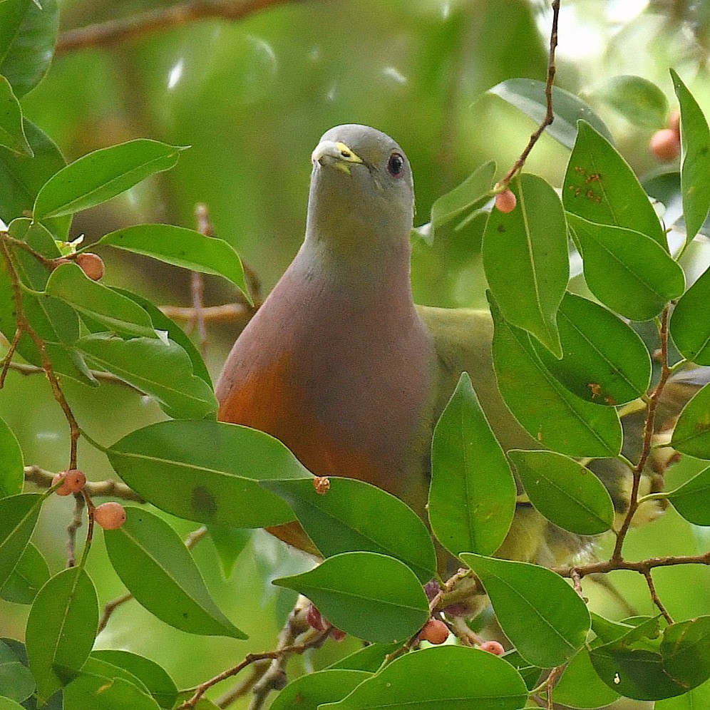 Pink-necked Green-Pigeon - ML645107190