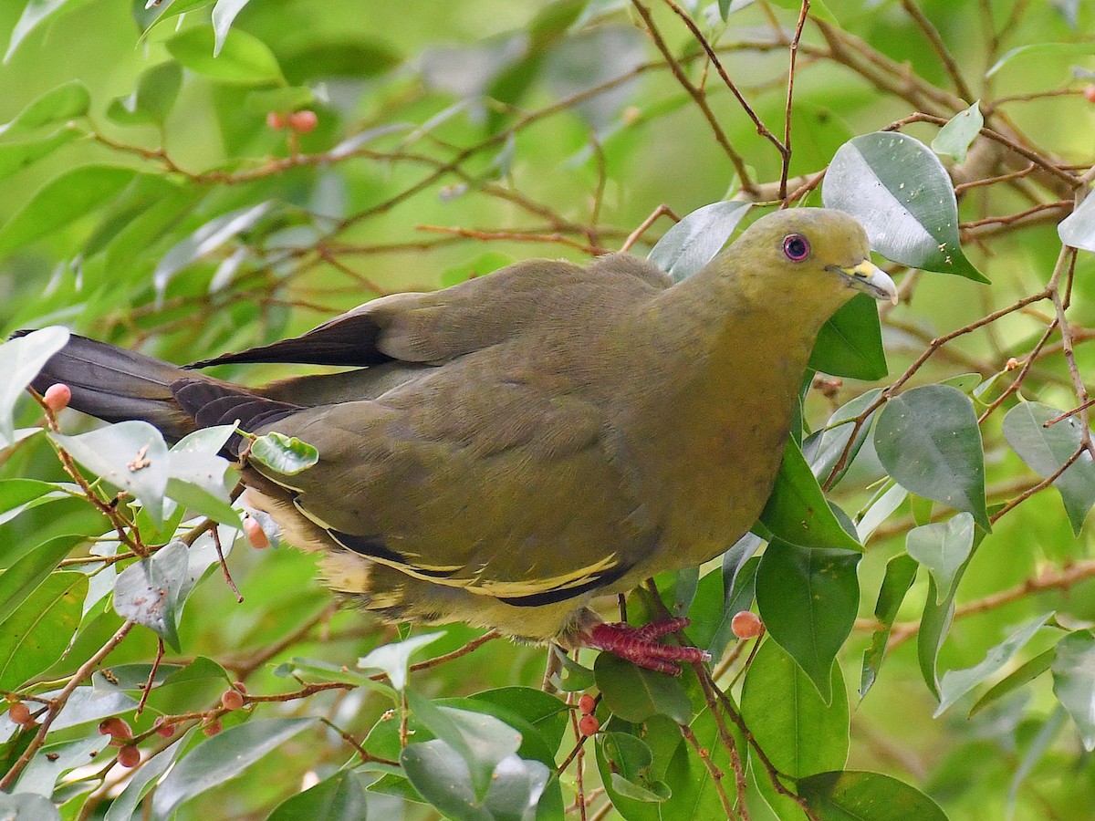 Pink-necked Green-Pigeon - ML645107191