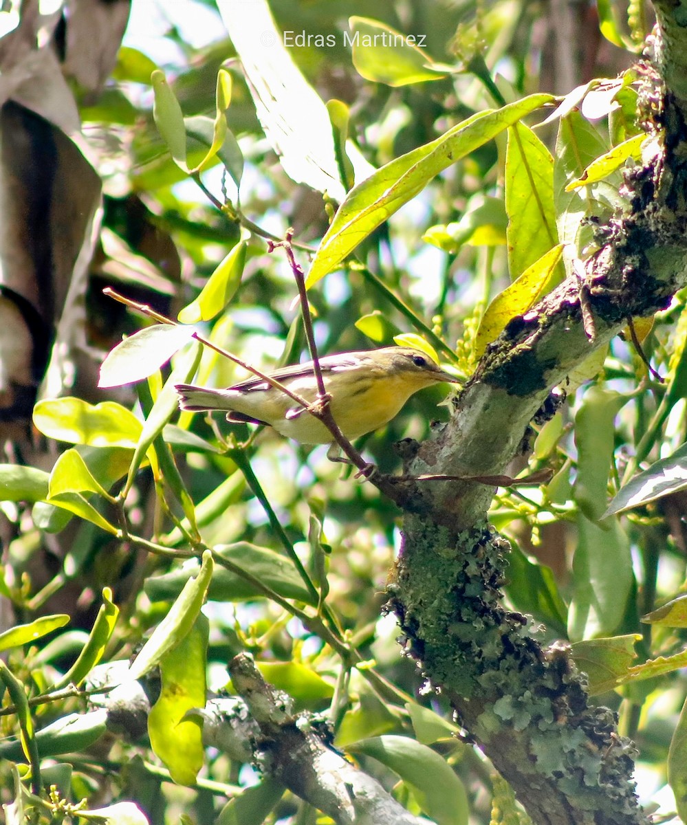 Blackburnian Warbler - ML645107205