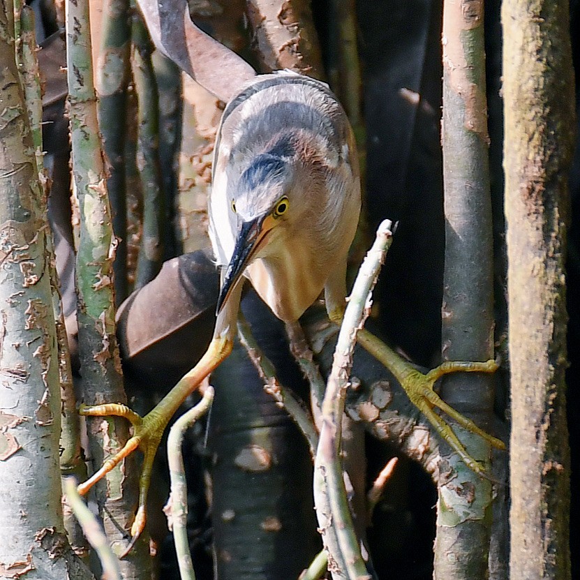 Yellow Bittern - ML645107212
