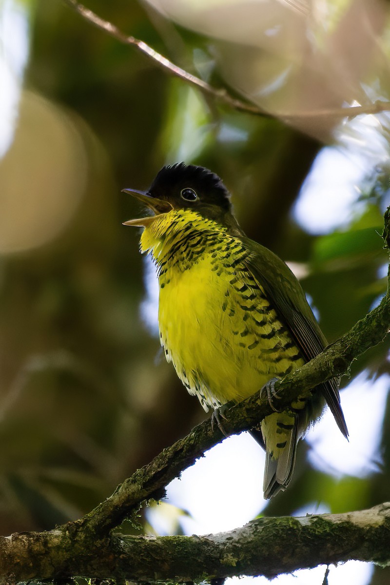 Brazilian Laniisoma - ML645107245