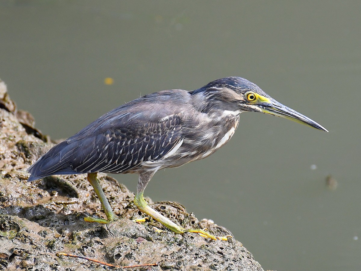 Little Heron - ML645107252