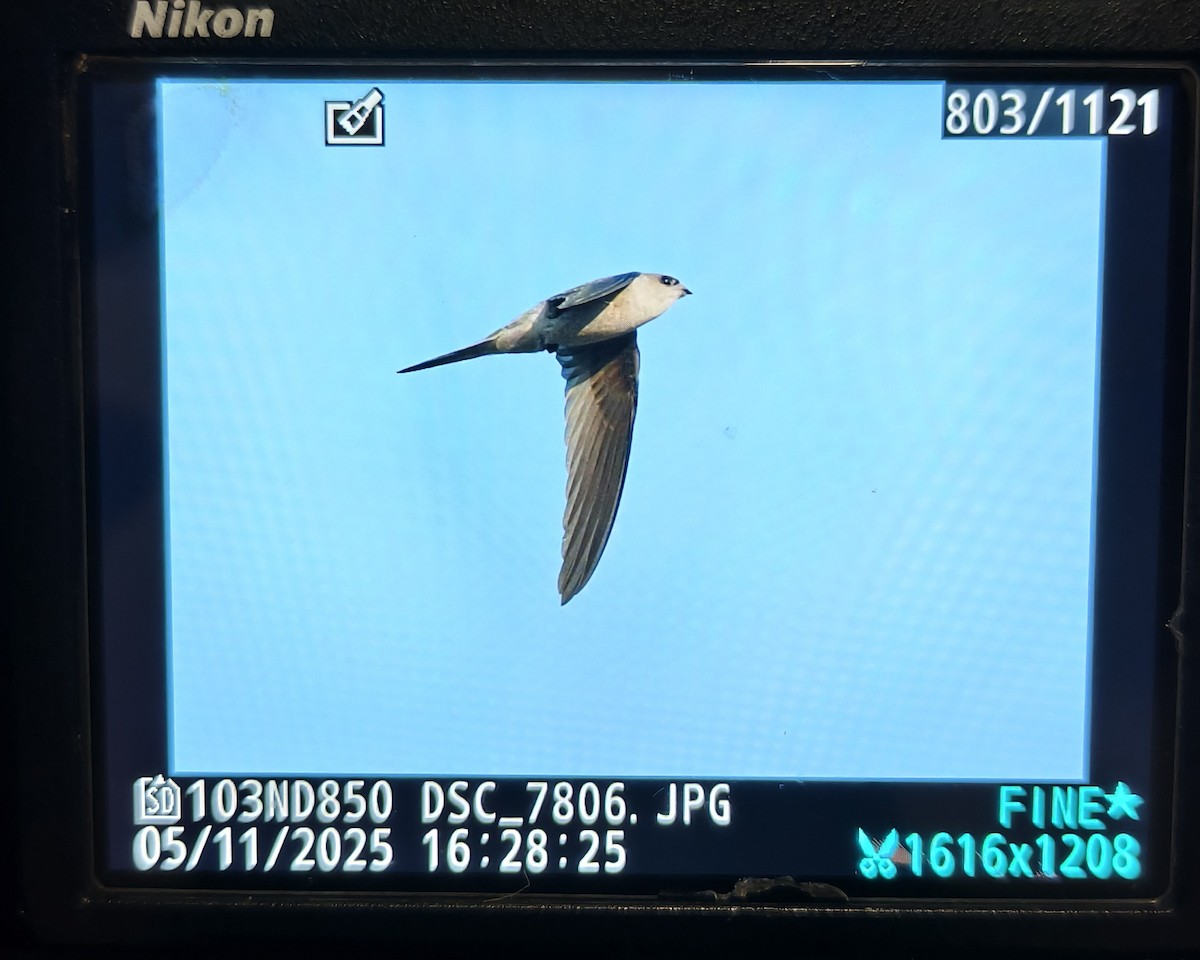 Asya Palmiye Ebabili - ML645107258