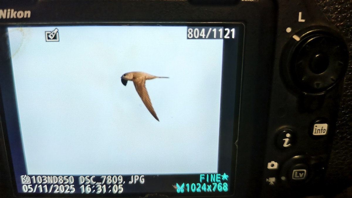 Asya Palmiye Ebabili - ML645107259