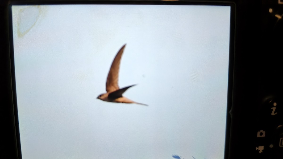 Asya Palmiye Ebabili - ML645107260