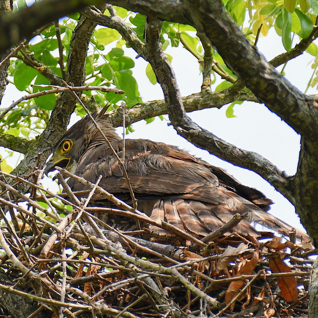 Crested Goshawk - ML645107269
