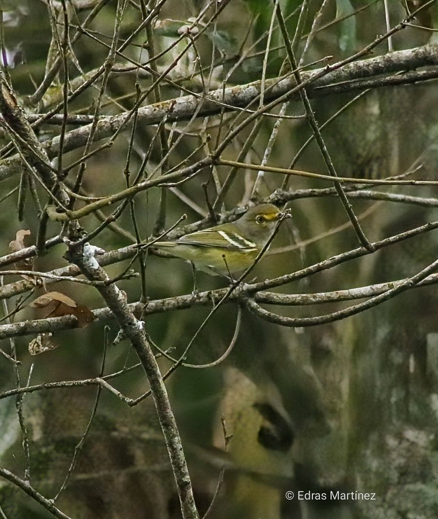 White-eyed Vireo - ML645107275
