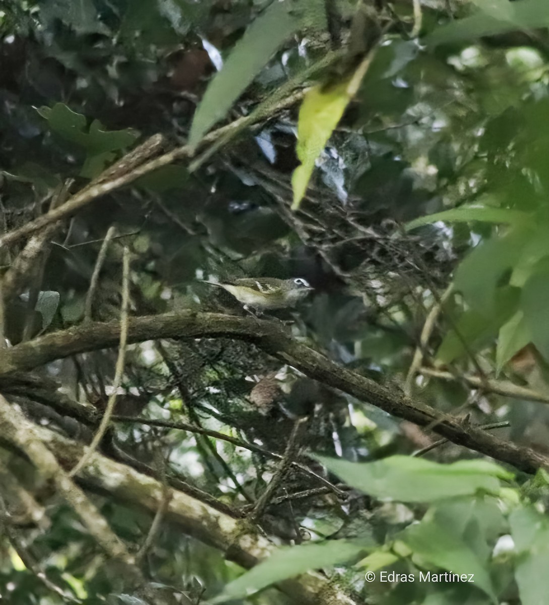 Blue-headed Vireo - ML645107280