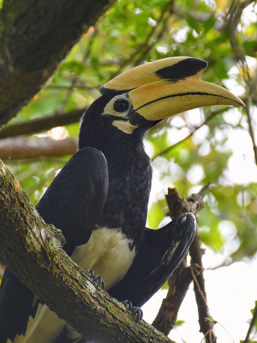 Oriental Pied-Hornbill - ML645107283