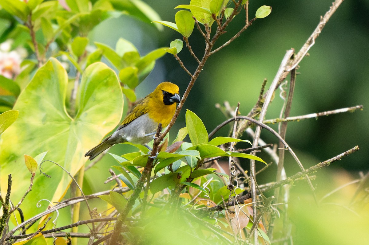 シロハラキミドリイカル - ML645107296