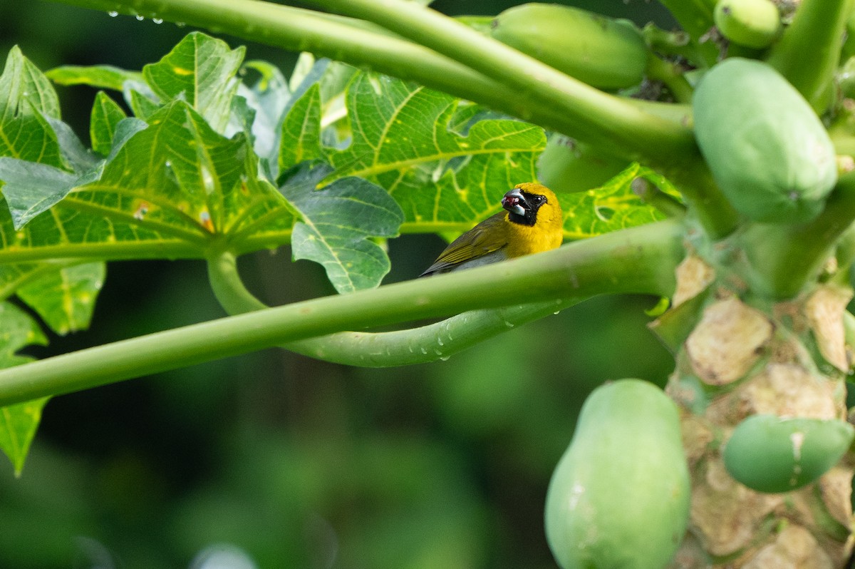 シロハラキミドリイカル - ML645107297