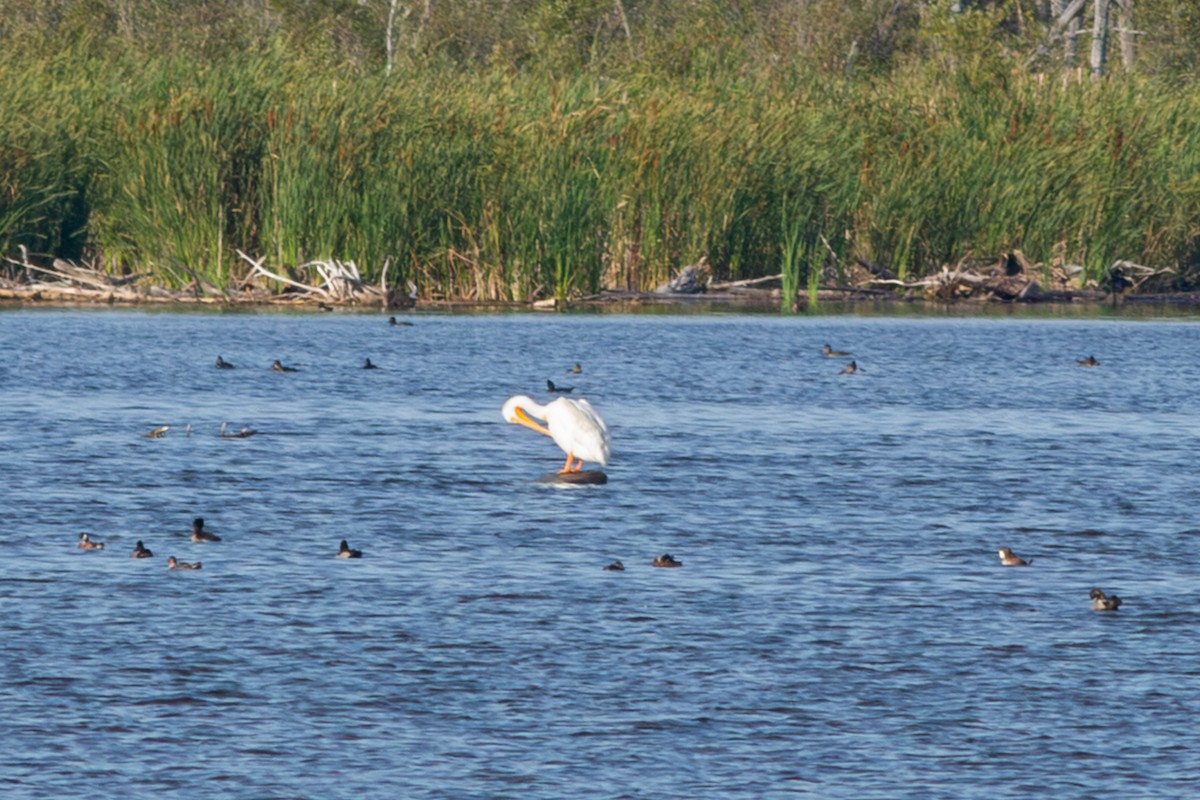American White Pelican - ML645107307