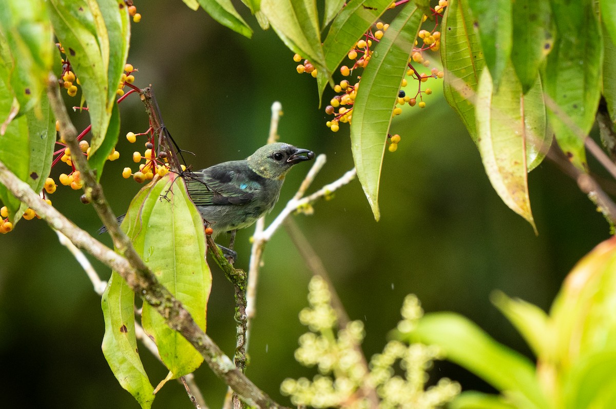 Золотистоголовая танагра - ML645107308