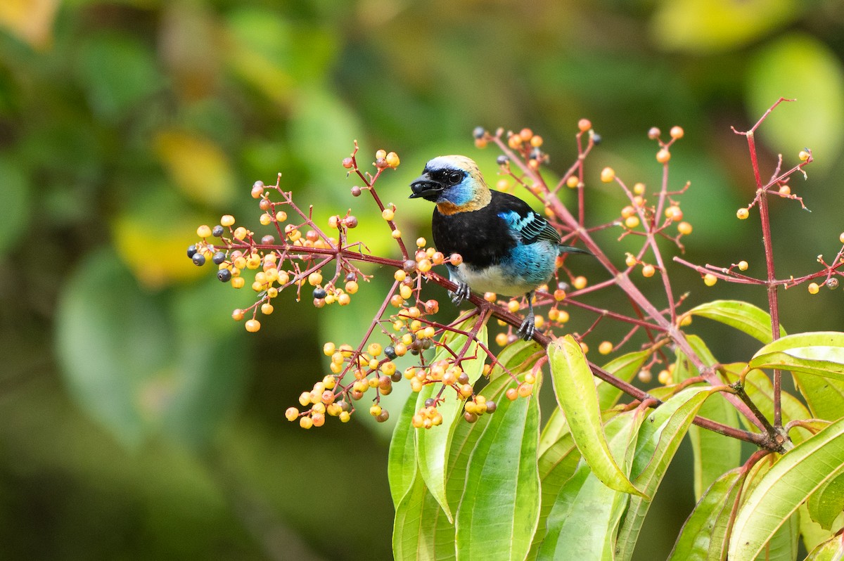 Золотистоголовая танагра - ML645107309