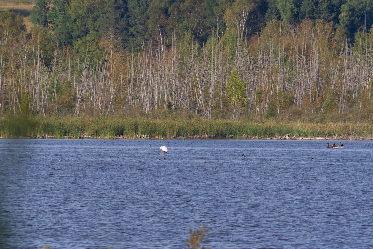 American White Pelican - ML645107317