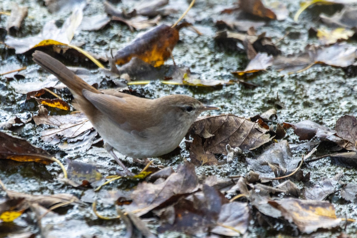 Cetti's Warbler - ML645107325