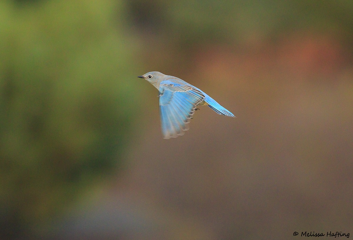 Mountain Bluebird - ML645107342