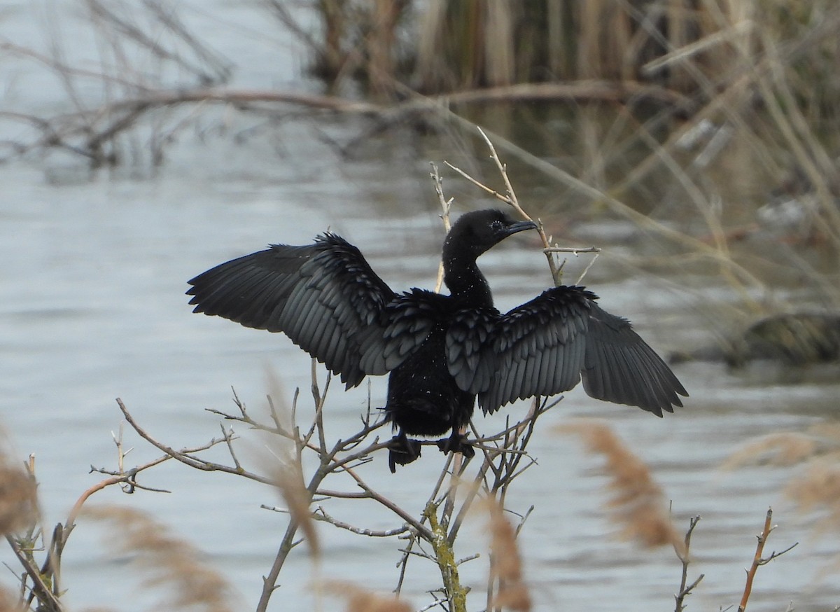 Pygmy Cormorant - ML645107347
