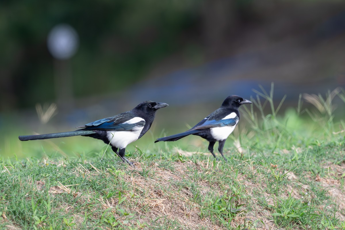 orientskjære - ML645107354