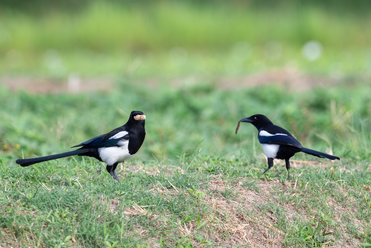 orientskjære - ML645107355