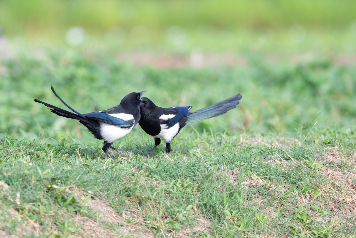 orientskjære - ML645107356