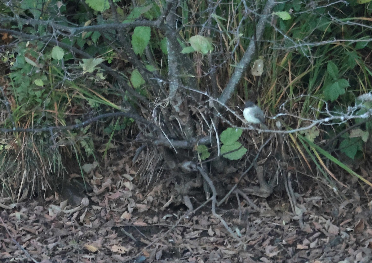 Eastern Phoebe - ML645107362
