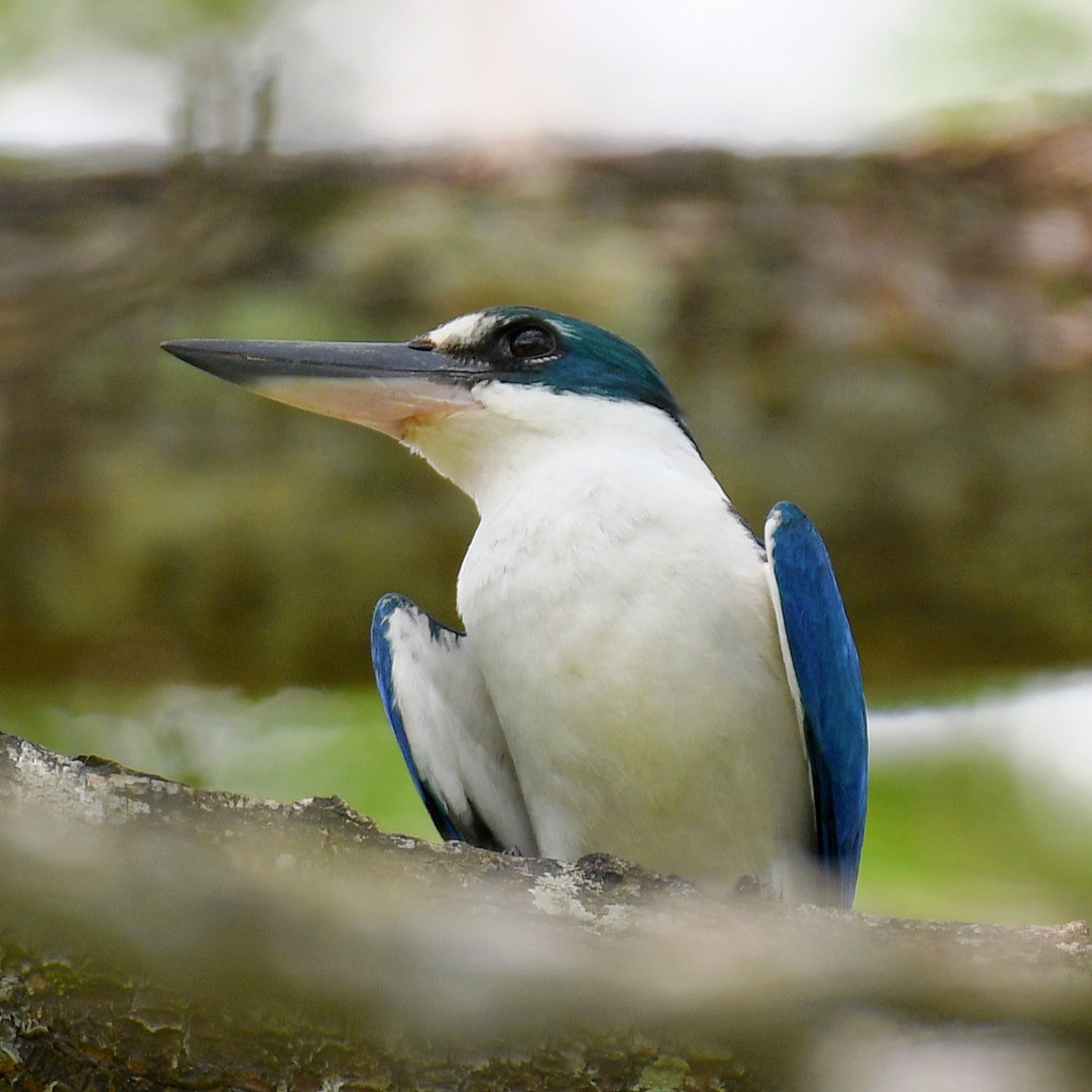 Collared Kingfisher - ML645107366
