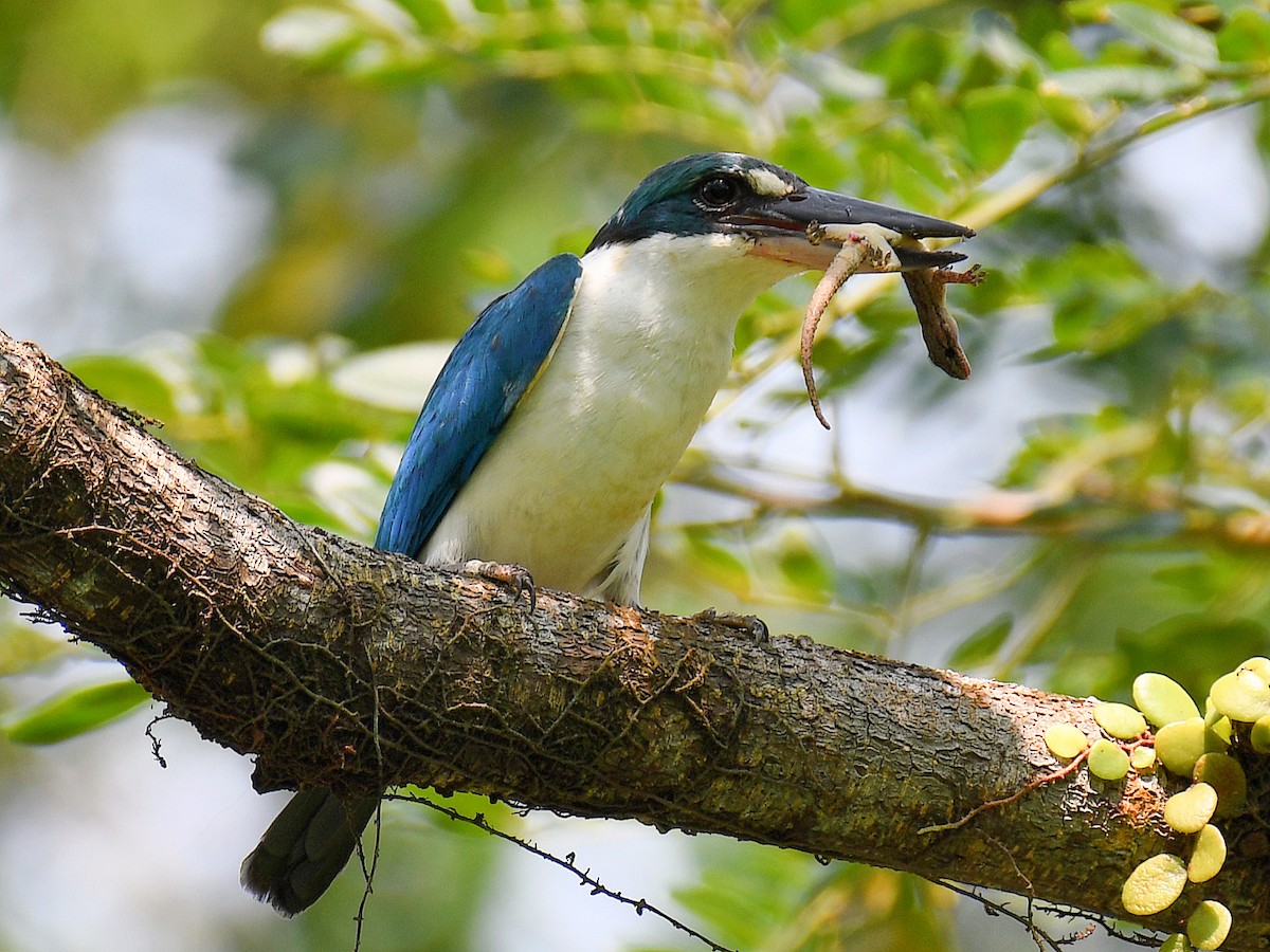 Collared Kingfisher - ML645107367