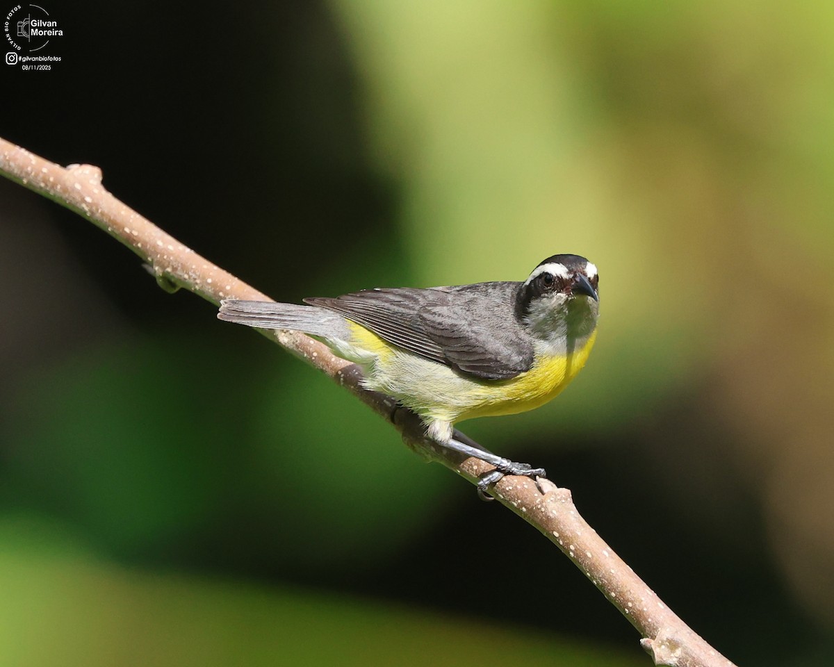 Sucrier à ventre jaune - ML645107377