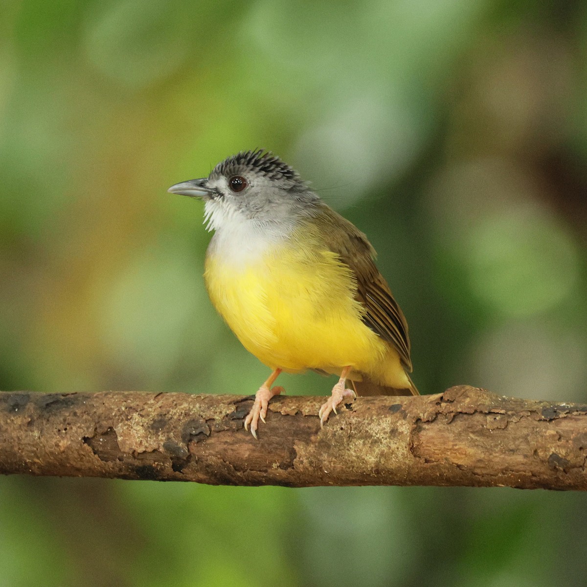 Bulbul Capirotado - ML645107378
