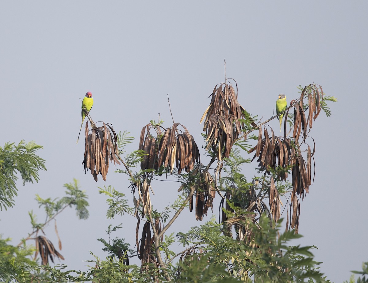 Plum-headed Parakeet - ML645107394