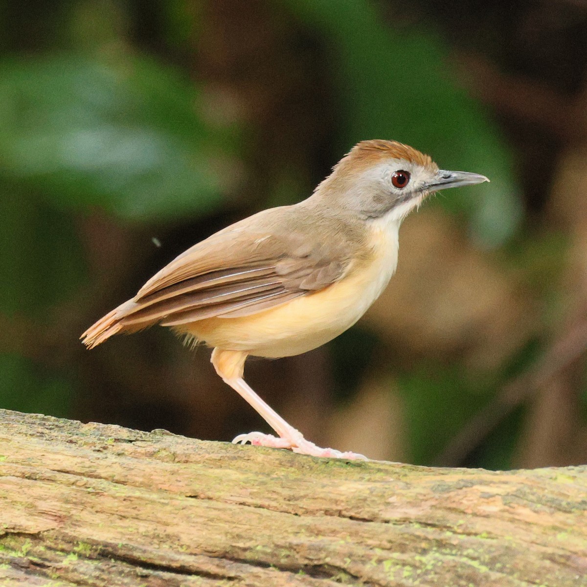 Короткохвостый шелкопёр - ML645107395